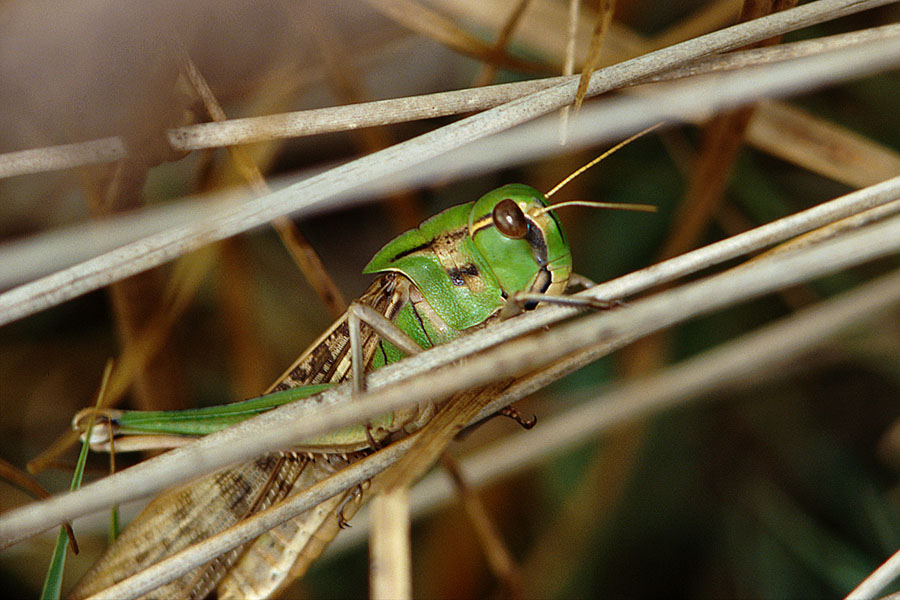 Locusta migratoria